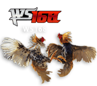 ws168 MANIS69